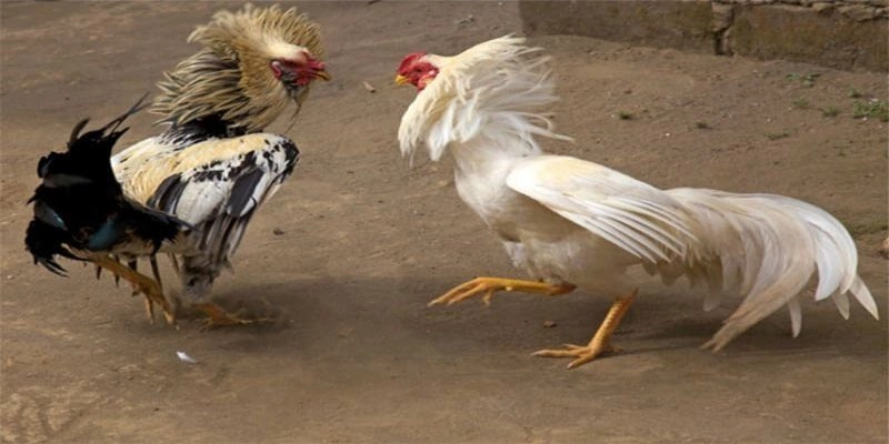 Đá Gà Philippines – Trải Nghiệm Đỉnh Cao Và Thắng Lớn